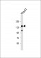 LRPPRC Antibody (C-Term)
